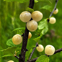 Cerezo de Nankin, Cerezo de Shangai frutas blancas